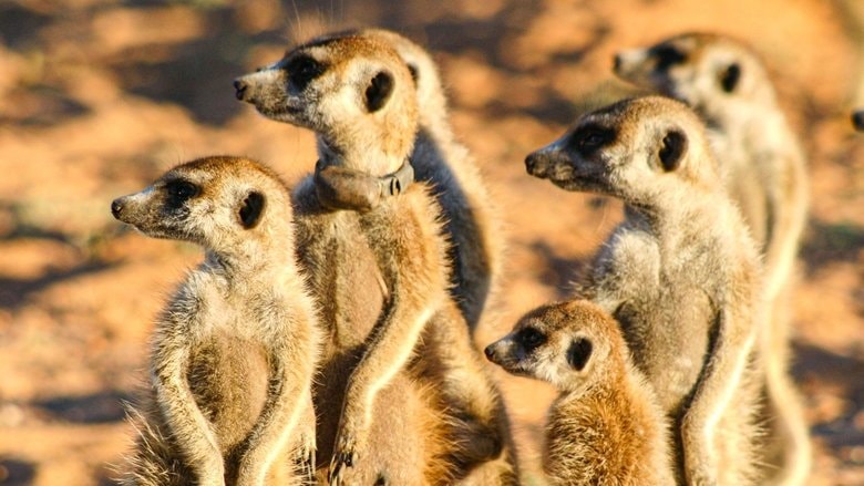 Meerkat Manor: The Story Begins background